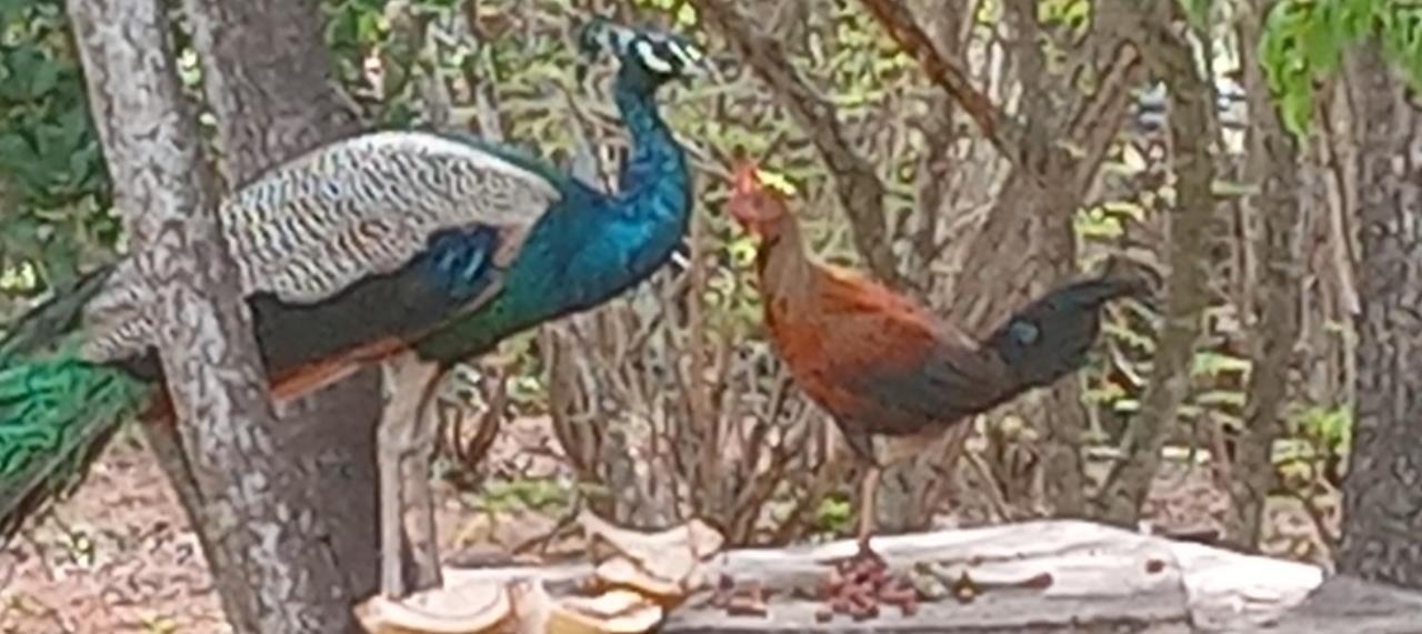 Suduweli Beauties Of Nature - Yala Kirinda  Exterior photo