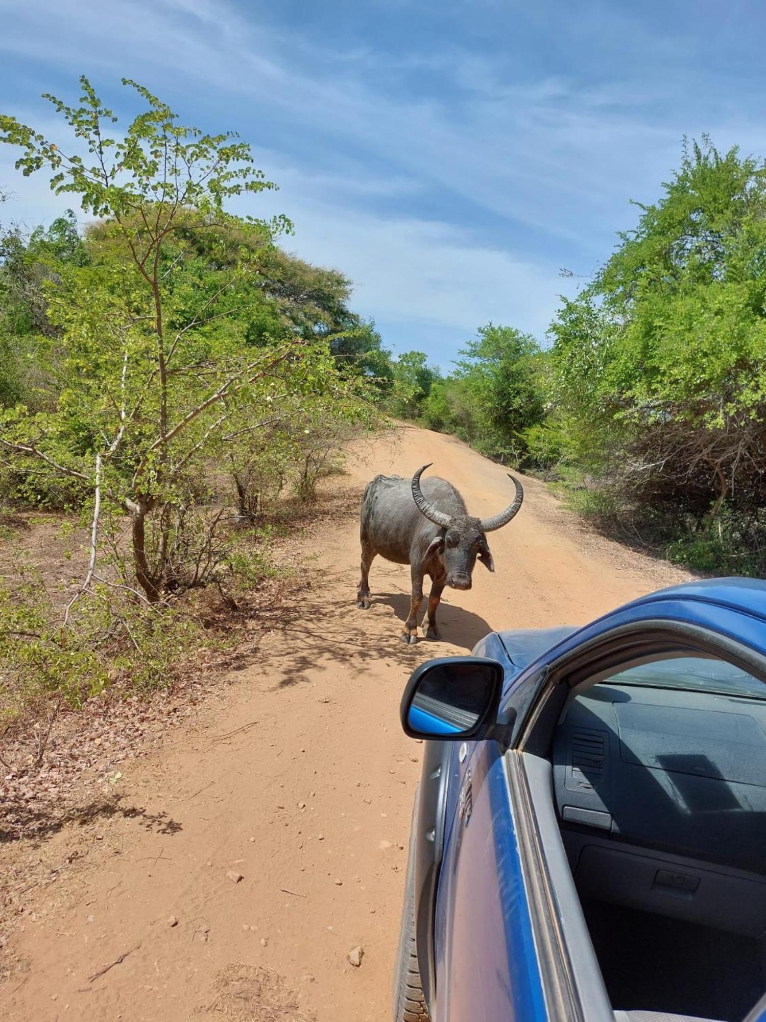Suduweli Beauties Of Nature - Yala Kirinda  Exterior photo