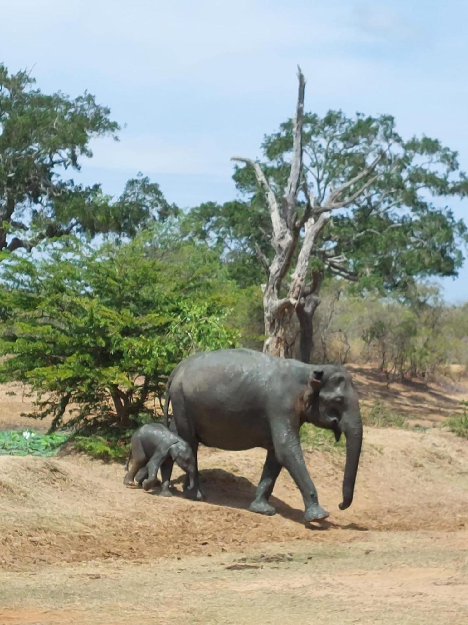 Suduweli Beauties Of Nature - Yala Kirinda  Exterior photo