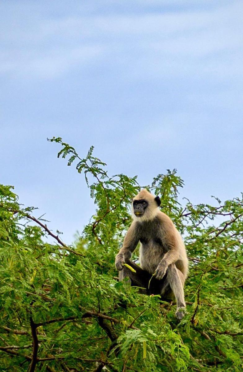 Suduweli Beauties Of Nature - Yala Kirinda  Exterior photo