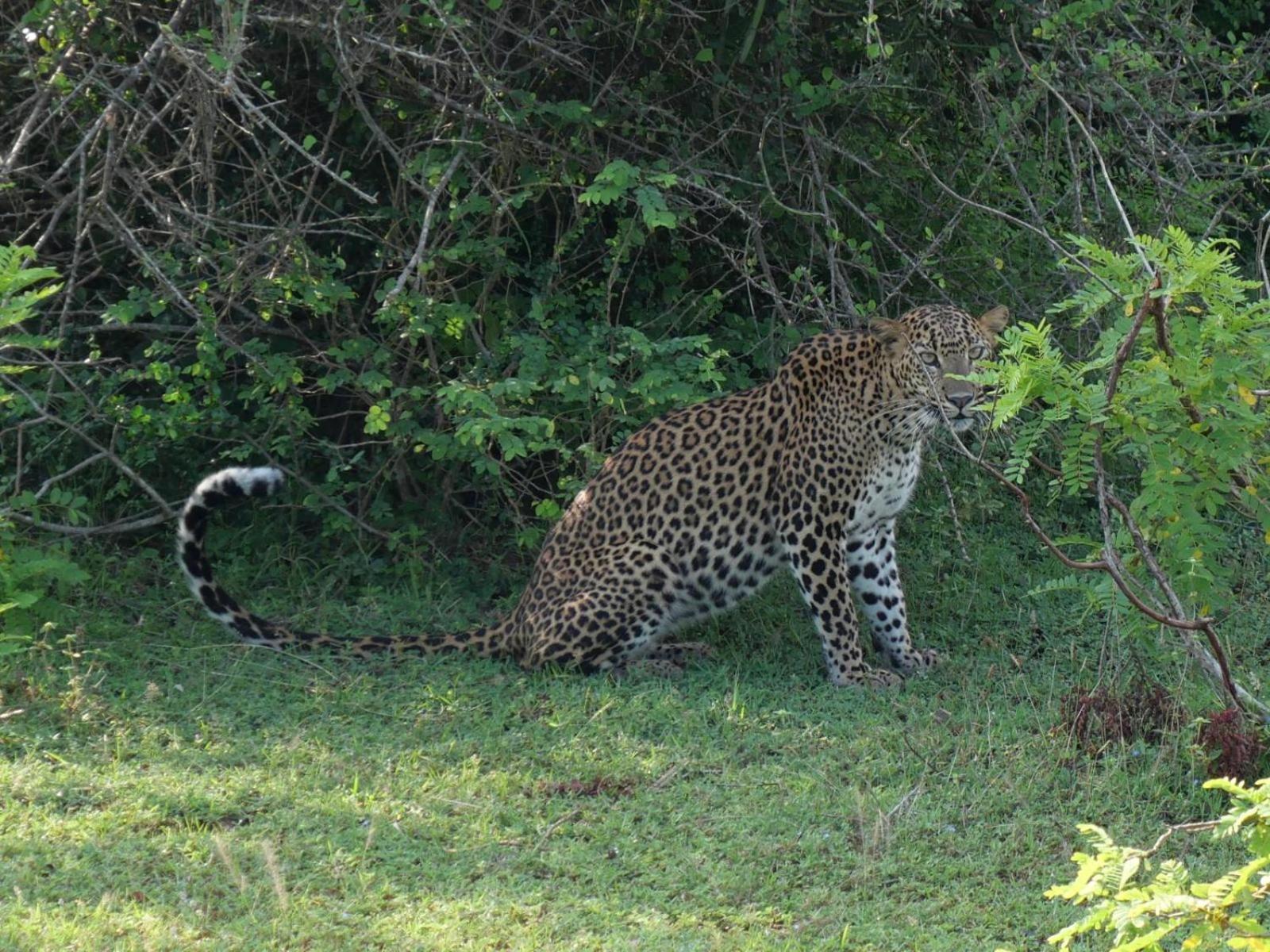 Suduweli Beauties Of Nature - Yala Kirinda  Exterior photo
