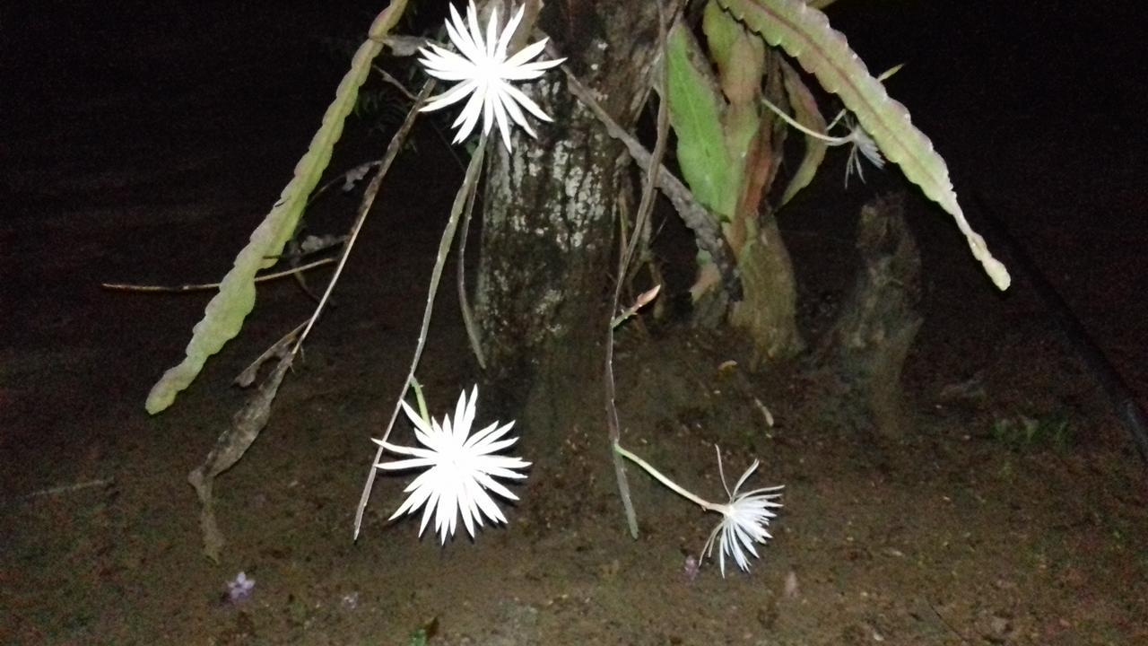 Suduweli Beauties Of Nature - Yala Kirinda  Exterior photo